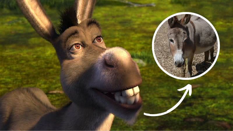 Burro, de Shrek e Perry, animal que inspirou a criação do personagem - Reprodução/Barron Park Donkeys/DreamWorks