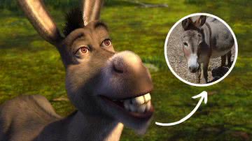 Burro, de Shrek e Perry, animal que inspirou a criação do personagem - Reprodução/Barron Park Donkeys/DreamWorks