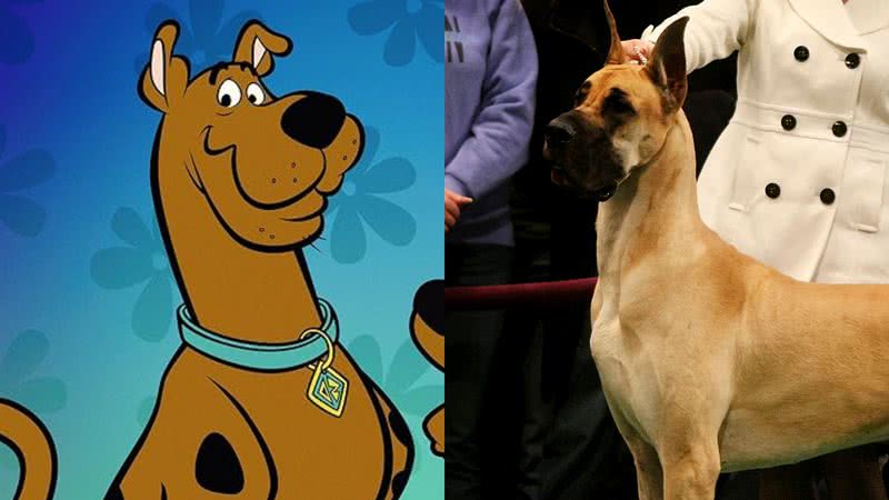 Scooby-Doo (à esqu.) e um Dogue Alemão (à dir.) - Divulgação