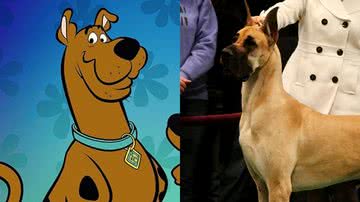 Scooby-Doo (à esqu.) e um Dogue Alemão (à dir.) - Divulgação