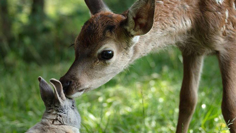 Foto divulgação de "Bambi: Uma Aventura na Floresta" - Eric Travers