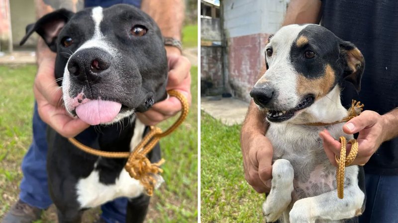 Cachorros para adoção em São Paulo - Reprodução/Instagram/protetorafabiola