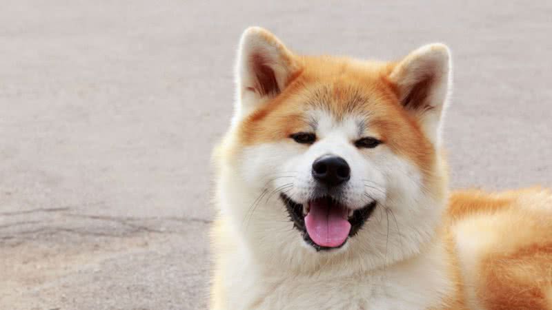 Além de sua beleza, o akita é conhecido por sua personalidade leal e protetora - Olga Aniven/Shutterstock