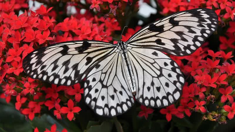 Borboleta em seu habitat natural - Pixabay