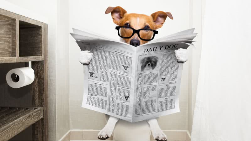É possível ensinar seu pet a fazer xixi no local correto - Shutterstock