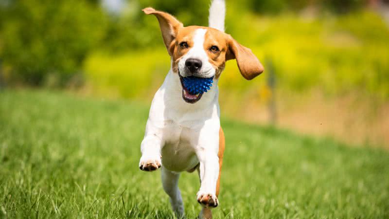 Oferecer momentos felizes aos pets é importante para a saúde mental e física deles - Shutterstock