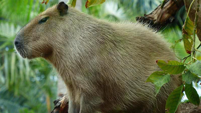 Capivara em seu habitat natural - Pixabay