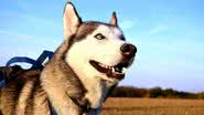 Imagem ilustrativa de um Husky Siberiano - Pixabay