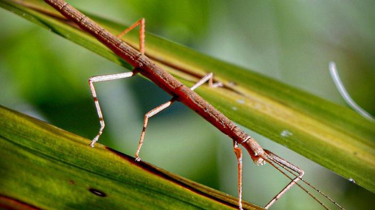 Parece um graveto: Conheça o bicho-pau