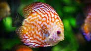 Peixe Discus - Pixabay