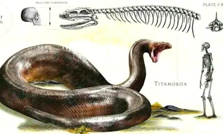 Representação de uma Titanoboa em tamanho real - Divulgação