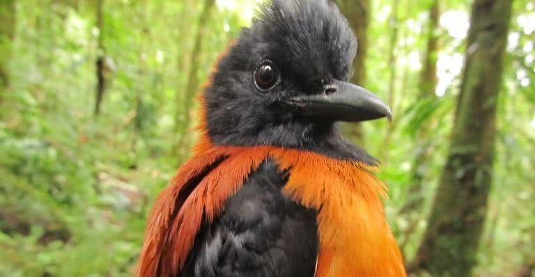 Ave do gênero Pitohui - Wikimedia Commons