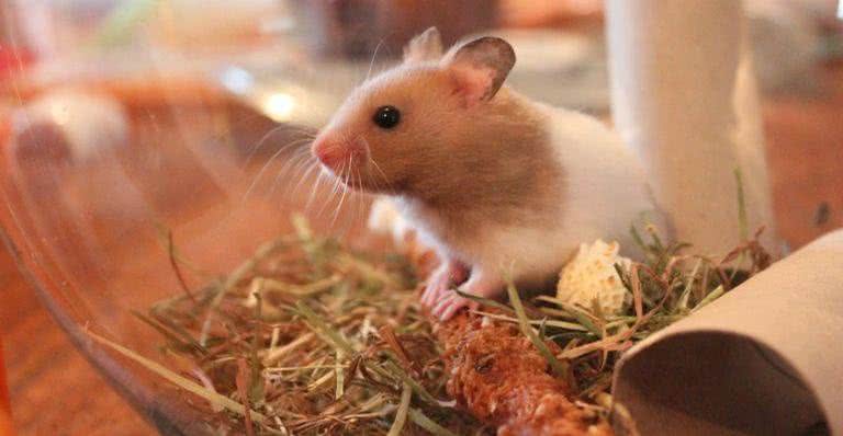 Imagem ilustrativa de um hamster - Pixabay