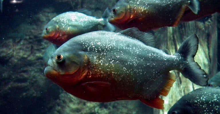 Piranha em seu habitat natural - Pixabay