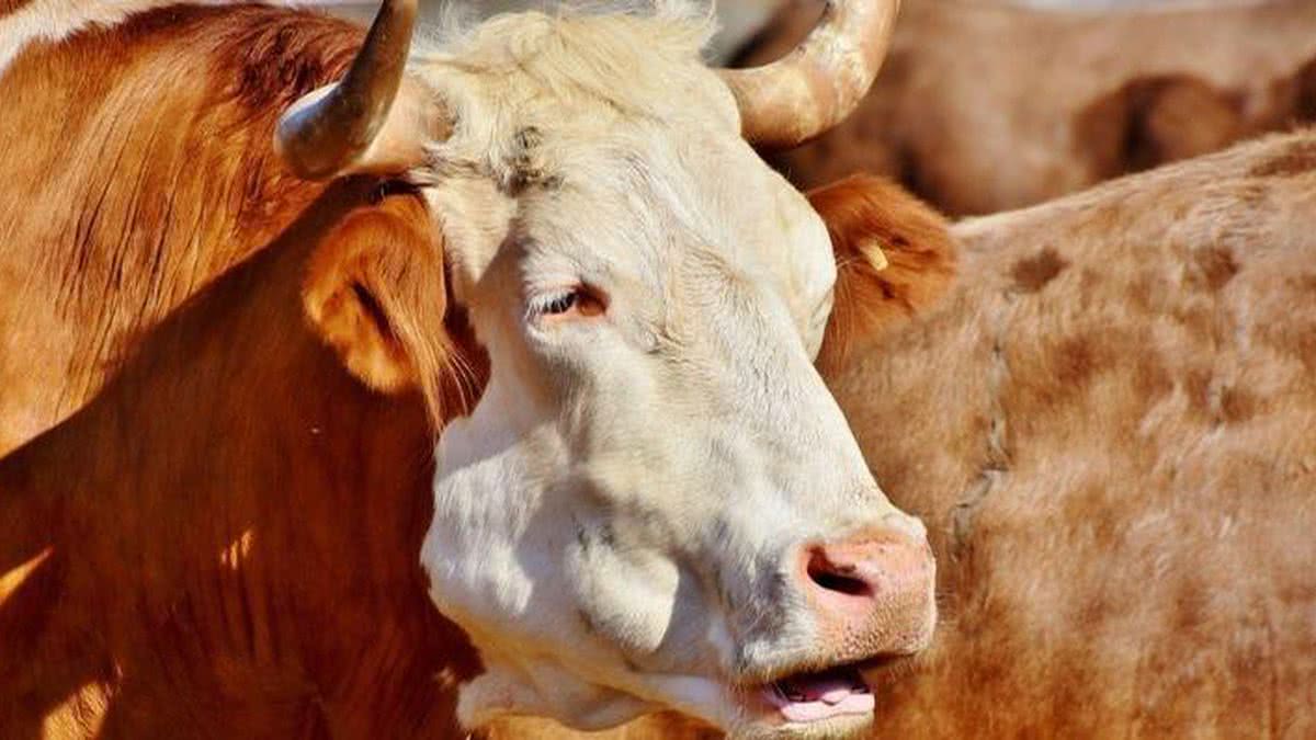 Boi e touro: Descubra qual é a diferença entre estes animais