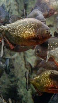 5 curiosidades sobre as piranhas