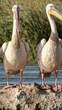 Aves que vivem mais na água do que na terra