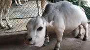 Prestes a ser incluída no Guinness World Records, morre menor vaca do mundo - Reprodução/Youtube