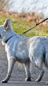 Dicas para passear com o cachorro