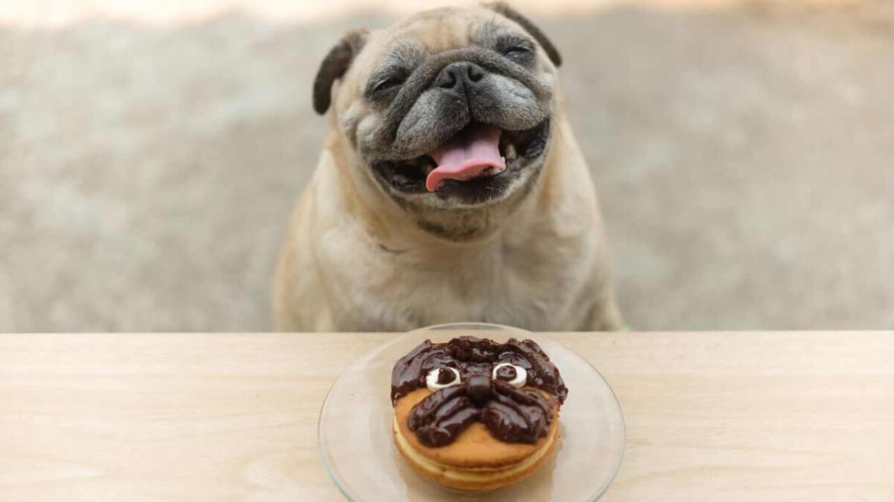6 cuidados com a alimentação dos pets durante a Páscoa