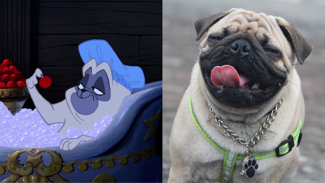 Percy e cachorro da raça Pug