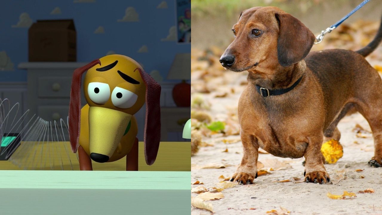 Slinky e cachoro da raça Dachshund