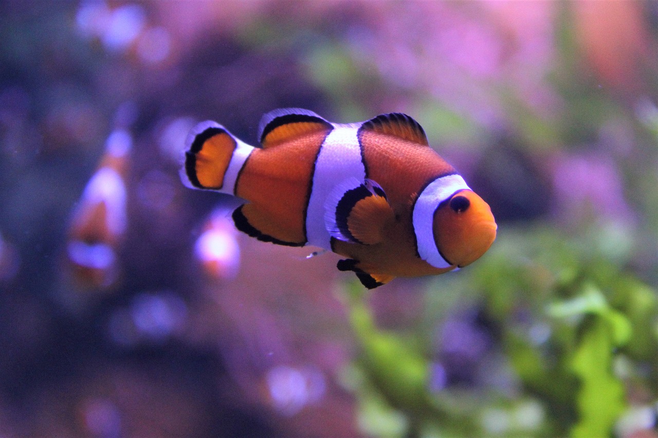 Peixe-palhaço em seu habitat natural