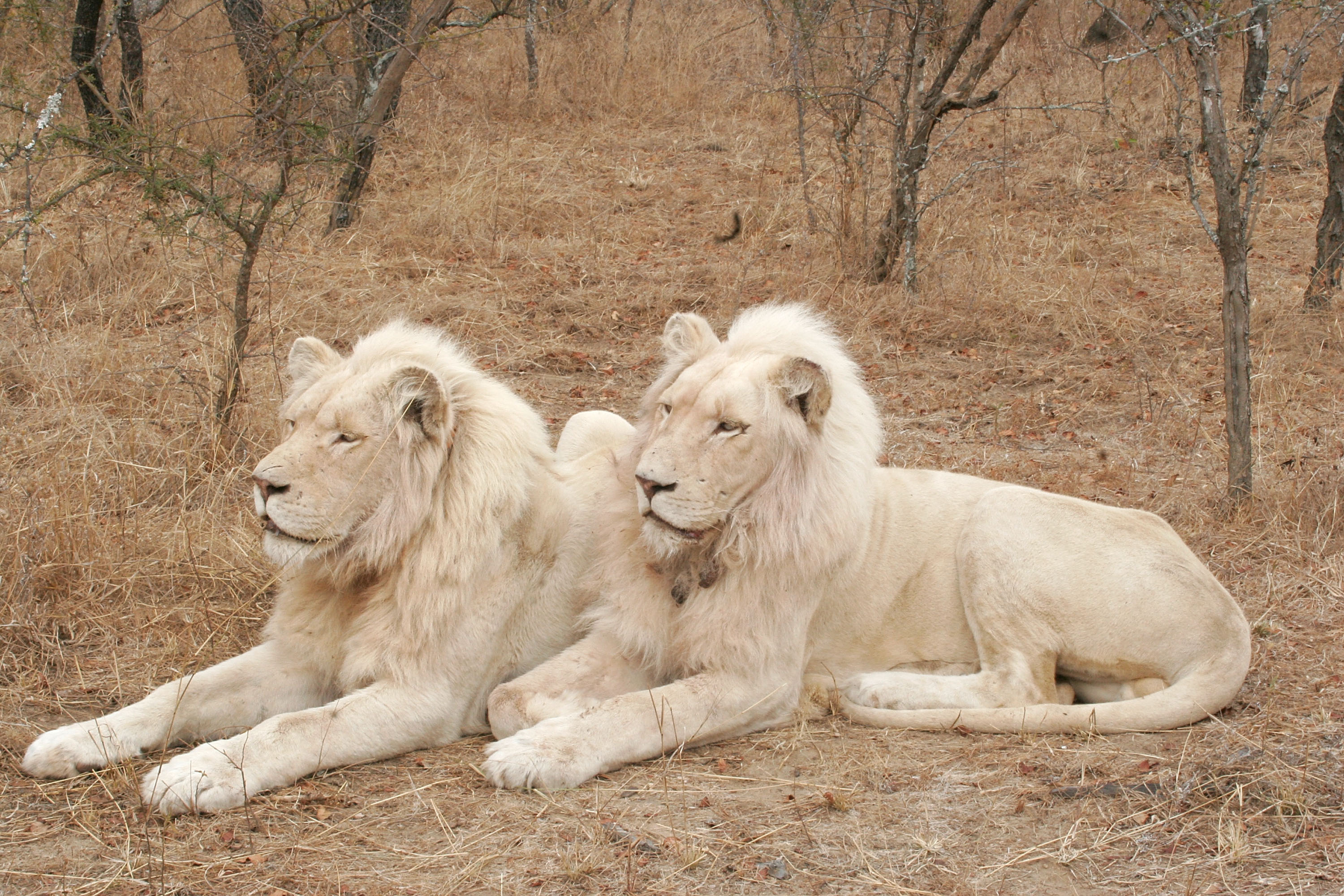 Leões brancos na Africa - by Michelly Rall/Getty Images
