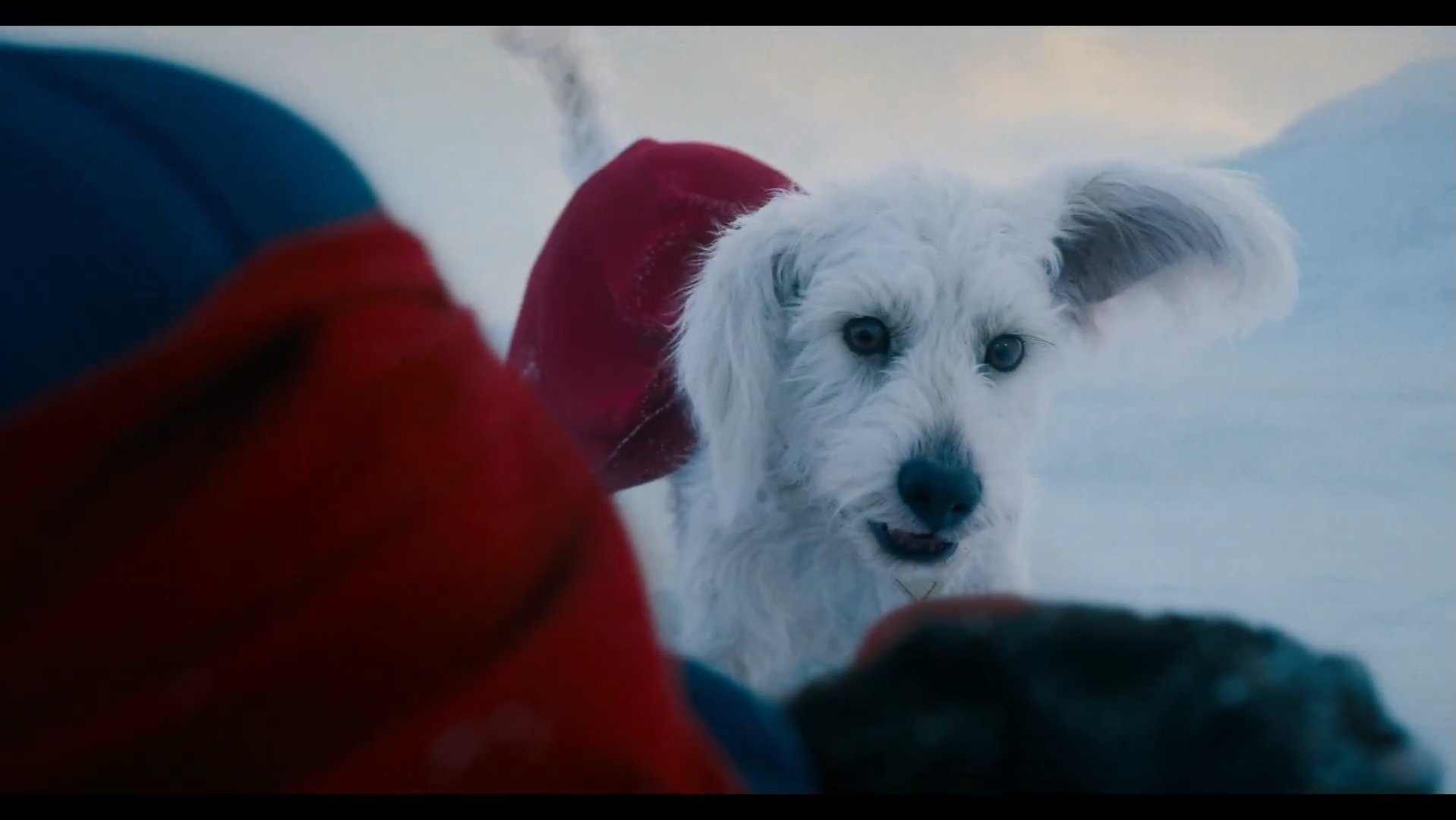 Krypto em cena de 'Superman'