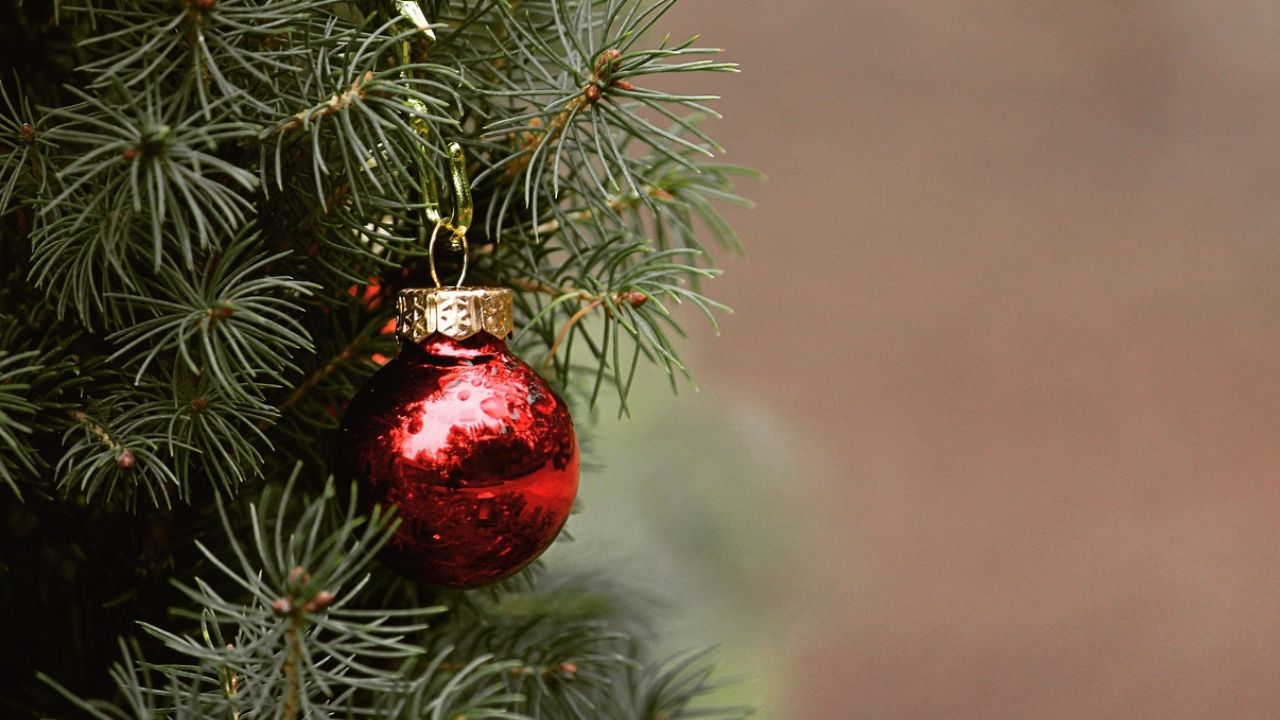 Por que o Pinheiro é um dos símbolos do Natal?