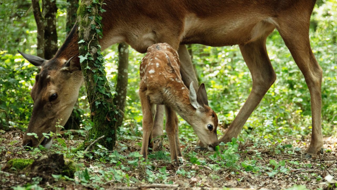 Foto divulgação do live-action "Bambi: Uma Aventura na Floresta"