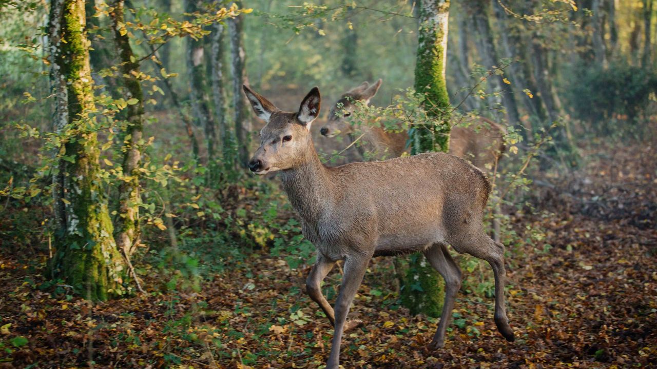 Foto divulgação do live-action "Bambi: Uma Aventura na Floresta"