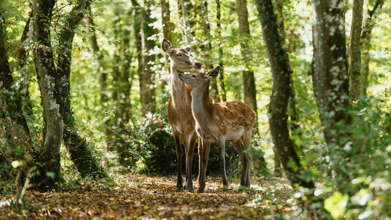 Foto divulgação do live-action "Bambi: Uma Aventura na Floresta"