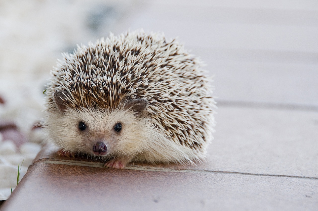 Headgehog, o ouriço pigmeu africano