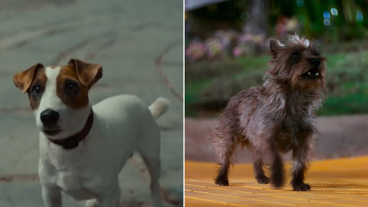 Totoshka, cachorrinho de Ellie (à esq.) e Totó, cachorrinho de Dorothy (à dir.)