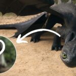 Como Treinar o Seu Dragão: A criatura de ‘Harry Potter’ que foi referência para Banguela