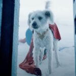 Após ‘Superman’, buscas por adoção de cães no Google tem aumento significativo