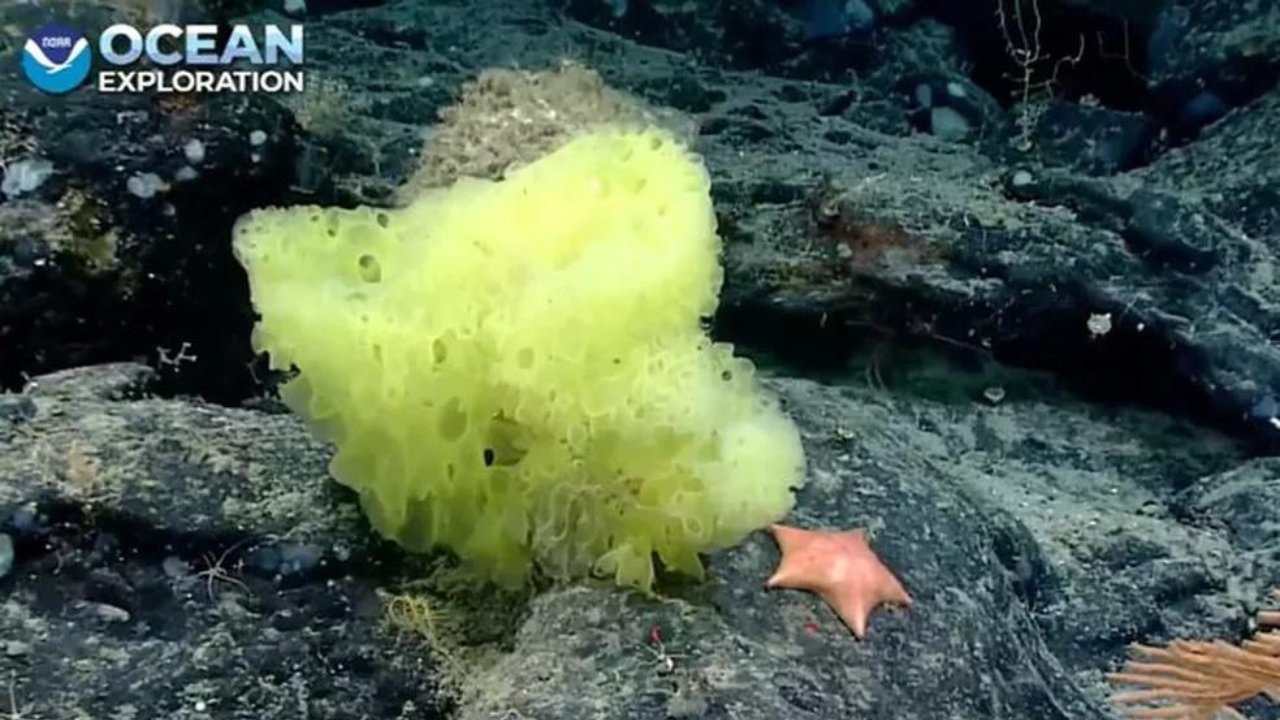 bob esponja e patrick da vida real