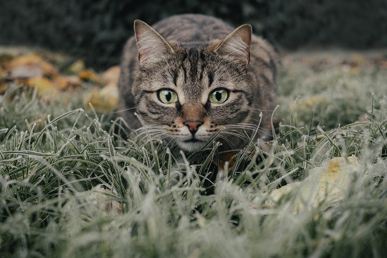 gato