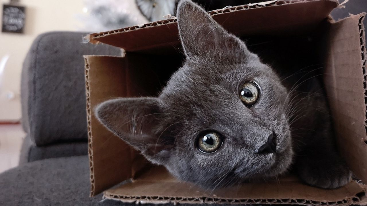 Porque os gatos gostam tanto de caixas?