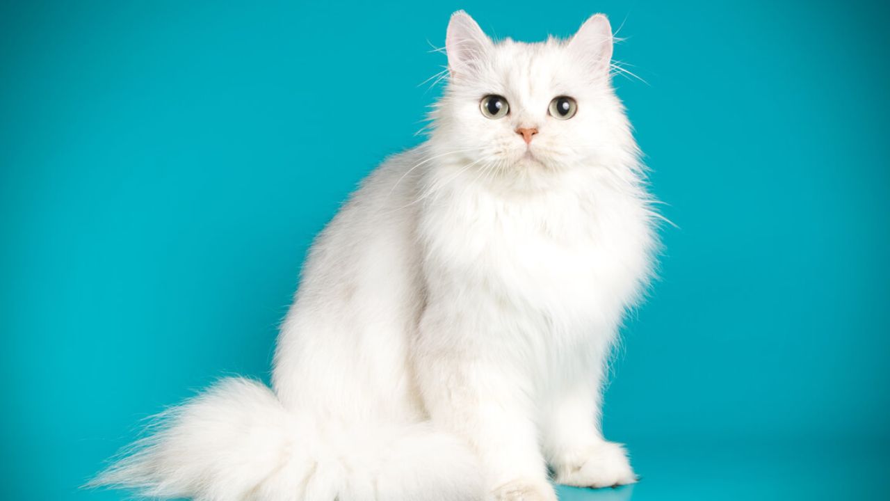 Quando se preocupar com a queda de pelos do pet?