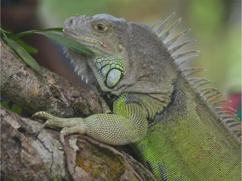 Iguana
