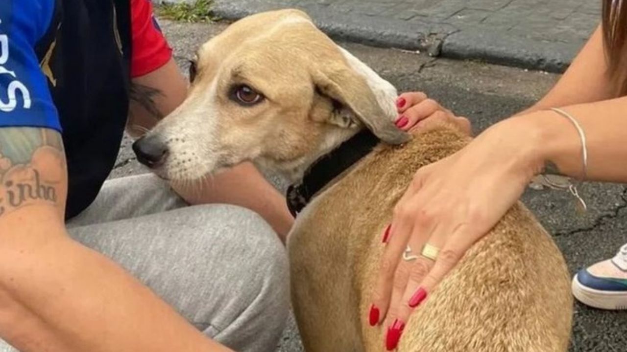 Cadela ‘Pandora’ é encontrada após 45 dias de desaparecimento