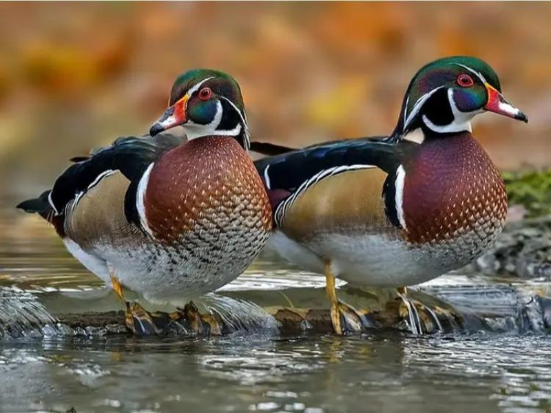 Dois patos-carolinos em riacho