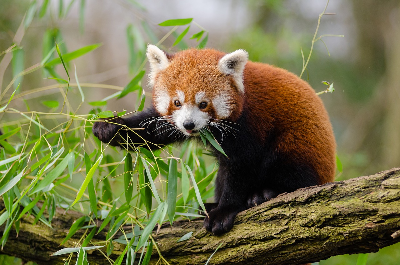 panda vermelho
