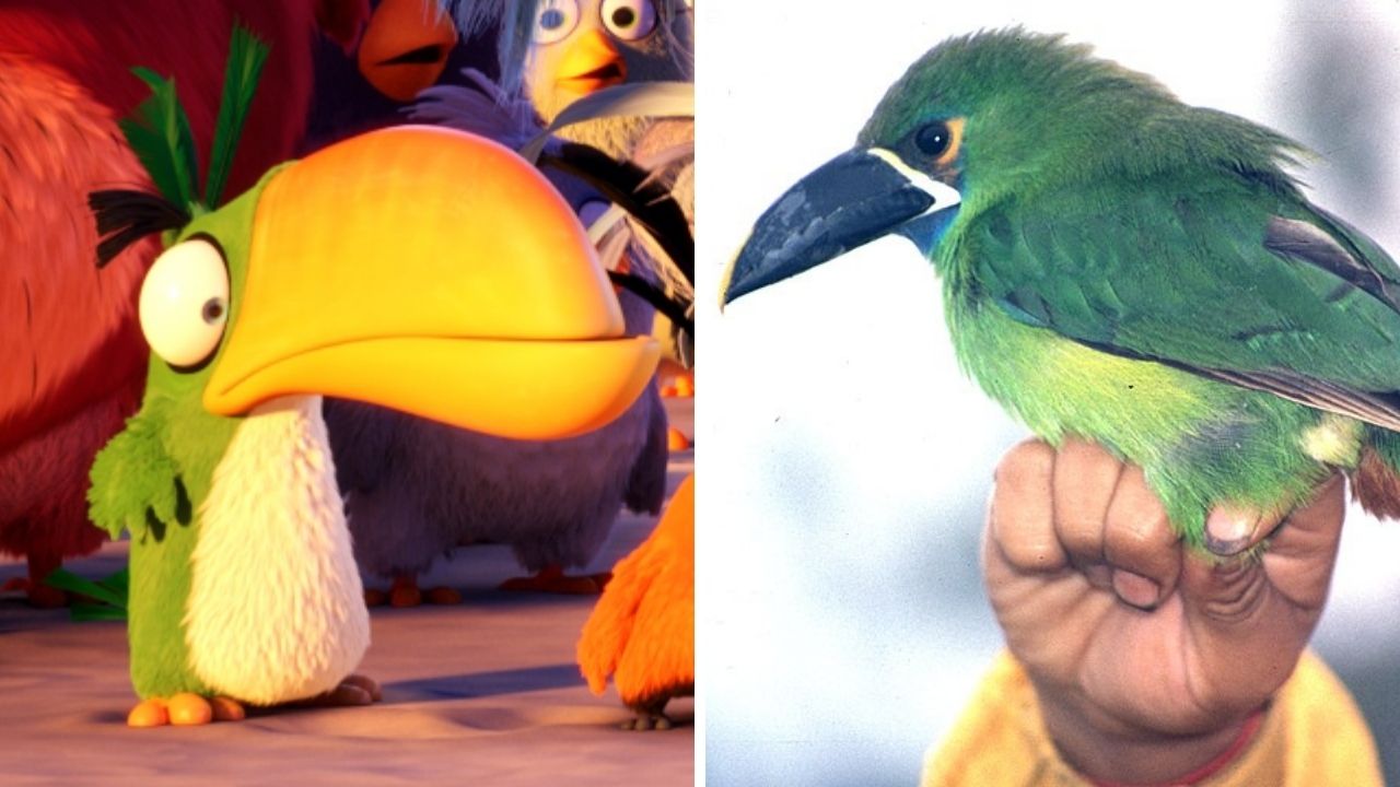 hal