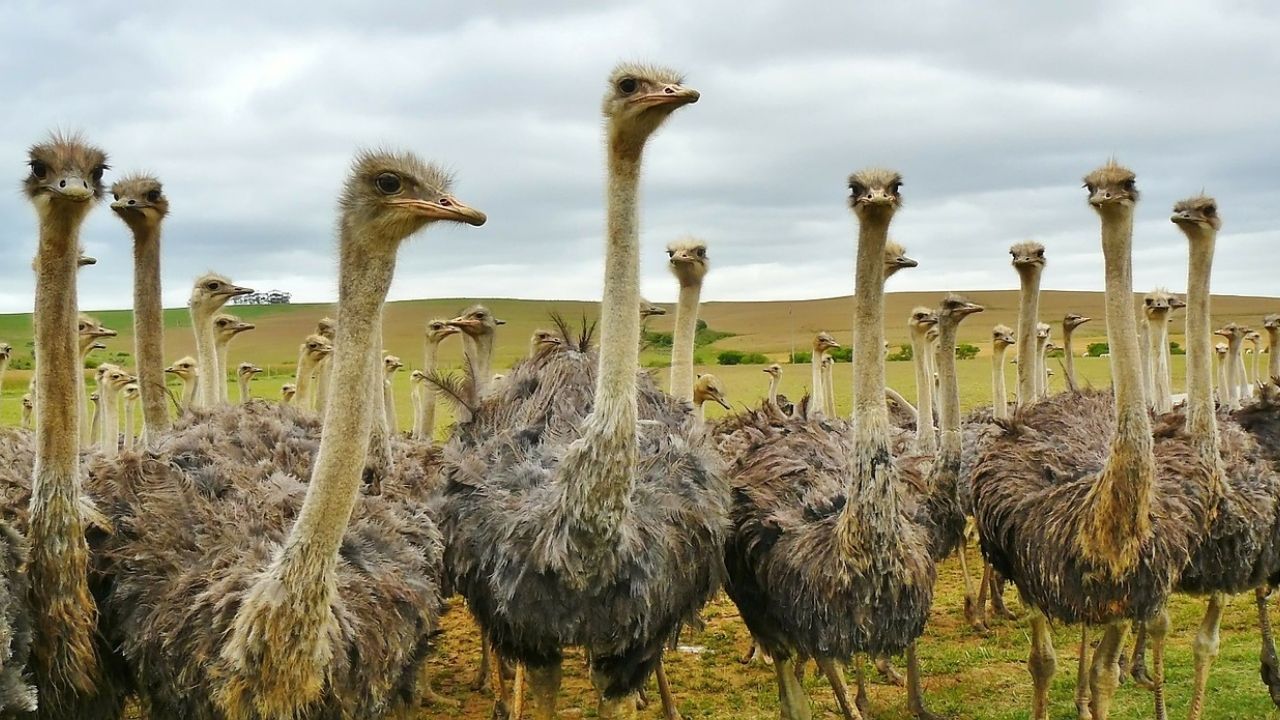 Frase sque são o bicho: 9 expressões inspiradas em animais