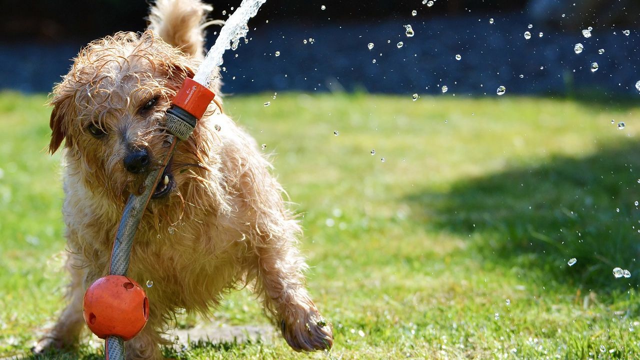 Dicas para cuidar de seus pets no verão