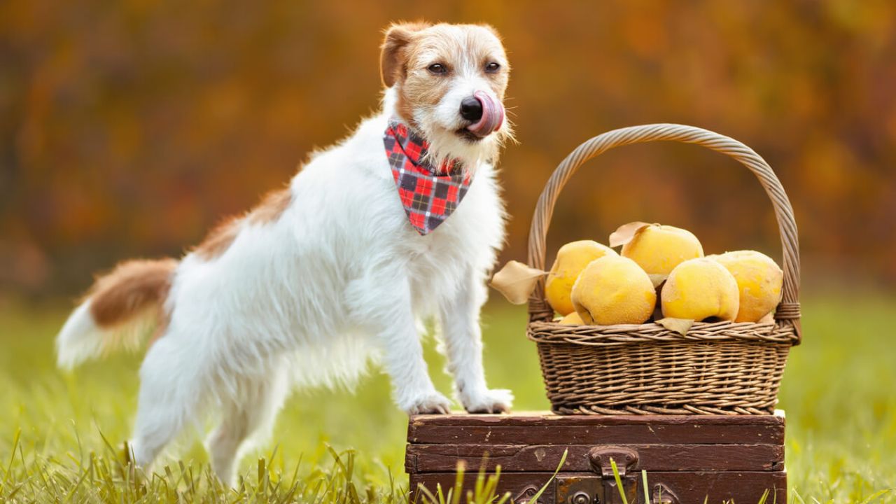 11 frutas que os cachorros não podem comer