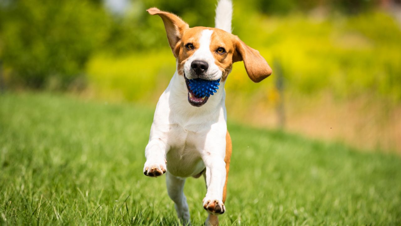 Sinais que indicam se o seu cachorro está ou não feliz